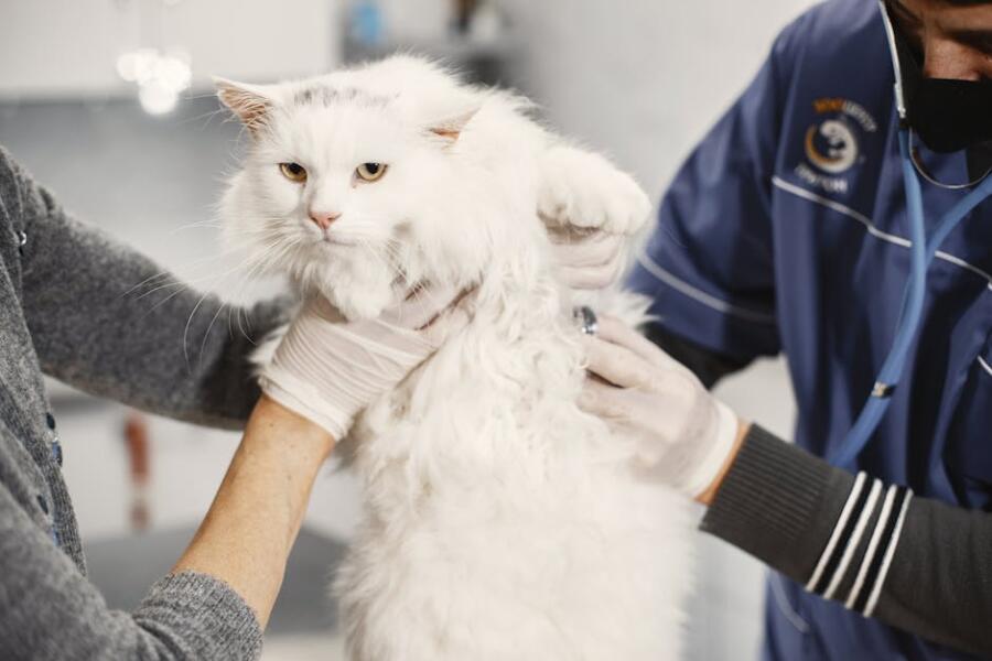 Na jakie choroby należy zaszczepić kota?