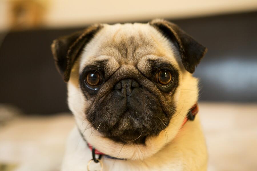 fawn Pug