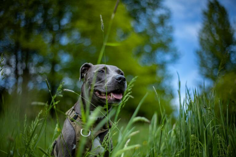 a dog in tall grass