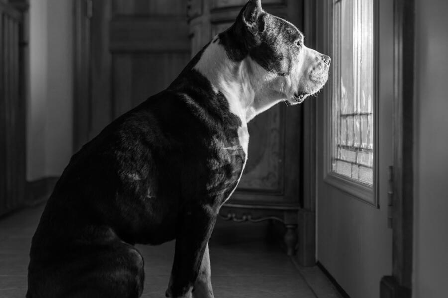 grayscale photo of dog staring outside through window