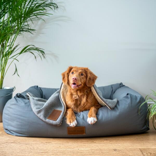 brown short coated dog on gray couch